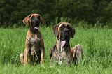 DOGUE ALLEMAND 261